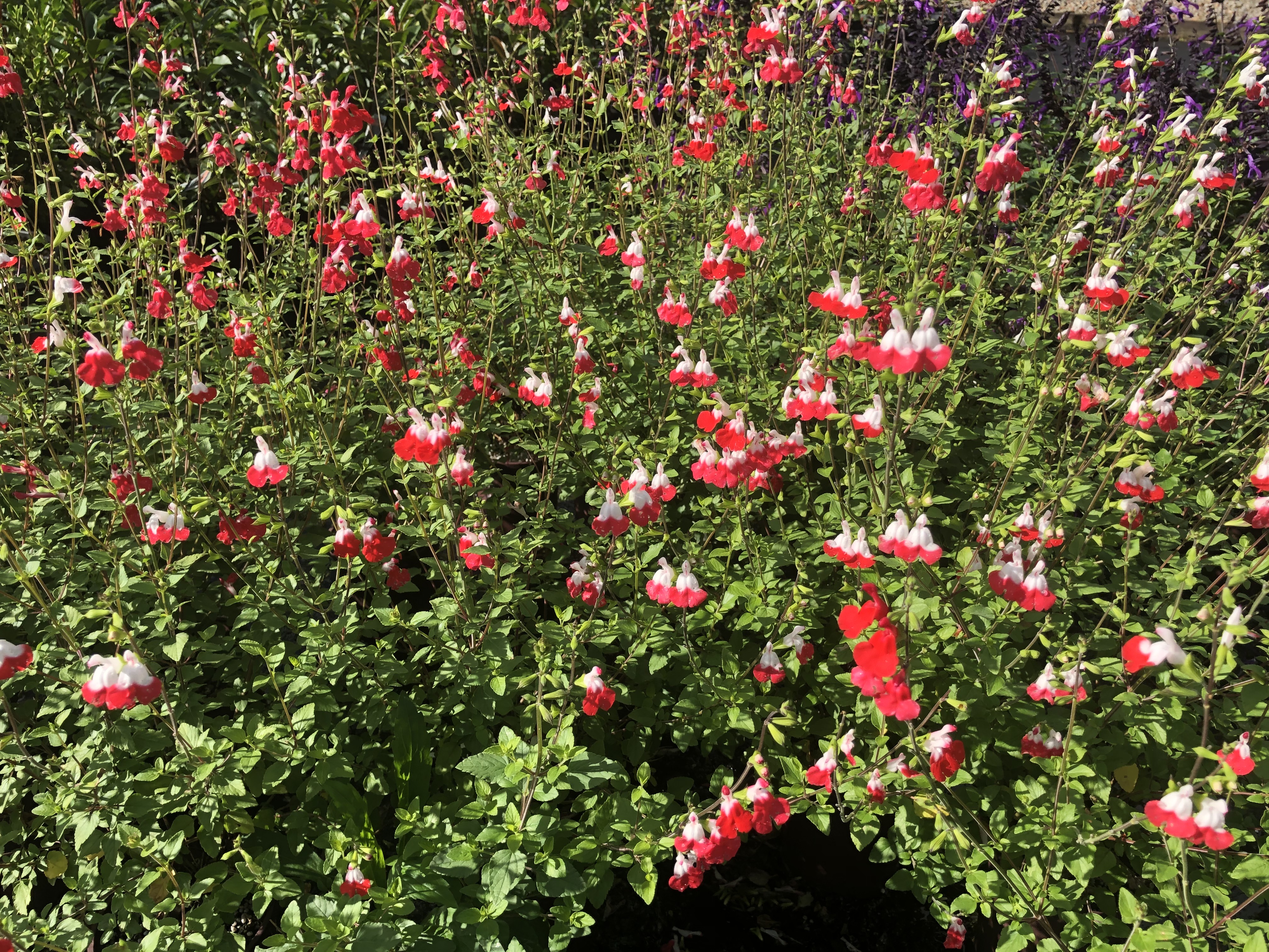 Picture of Perrenial flowers