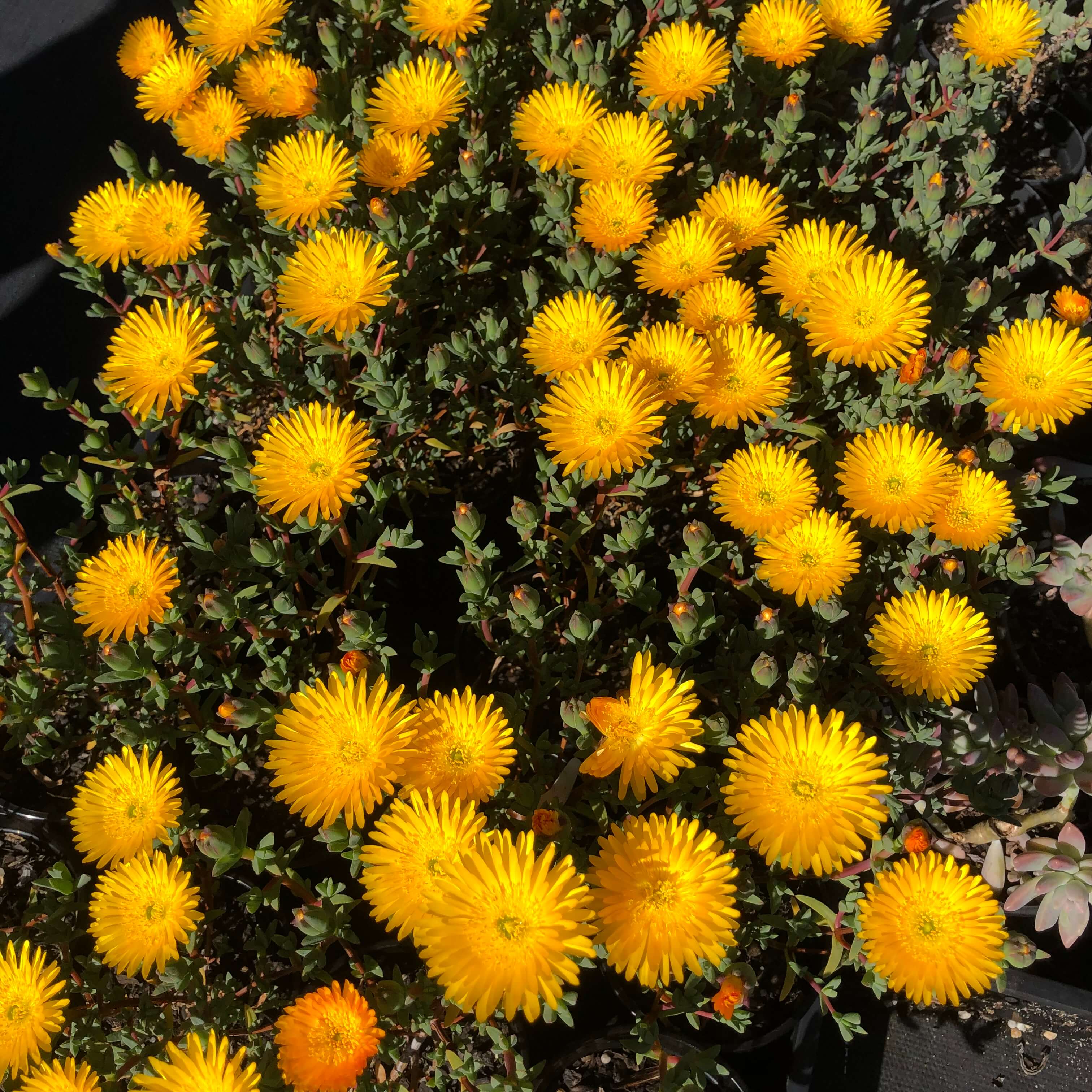 Picture of Mesembryanthemum flowers