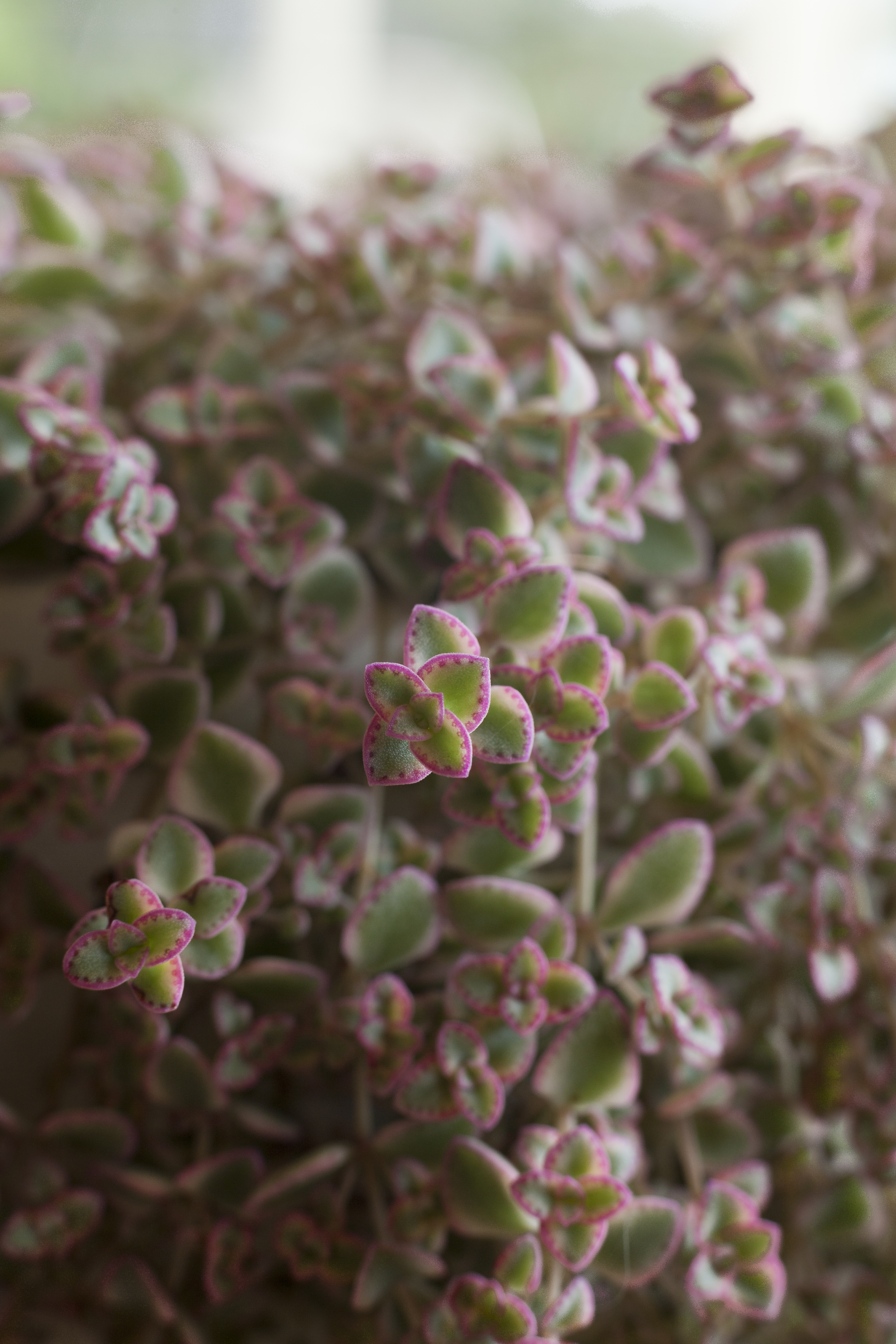 Picture of Sedum 'Little Missy'
