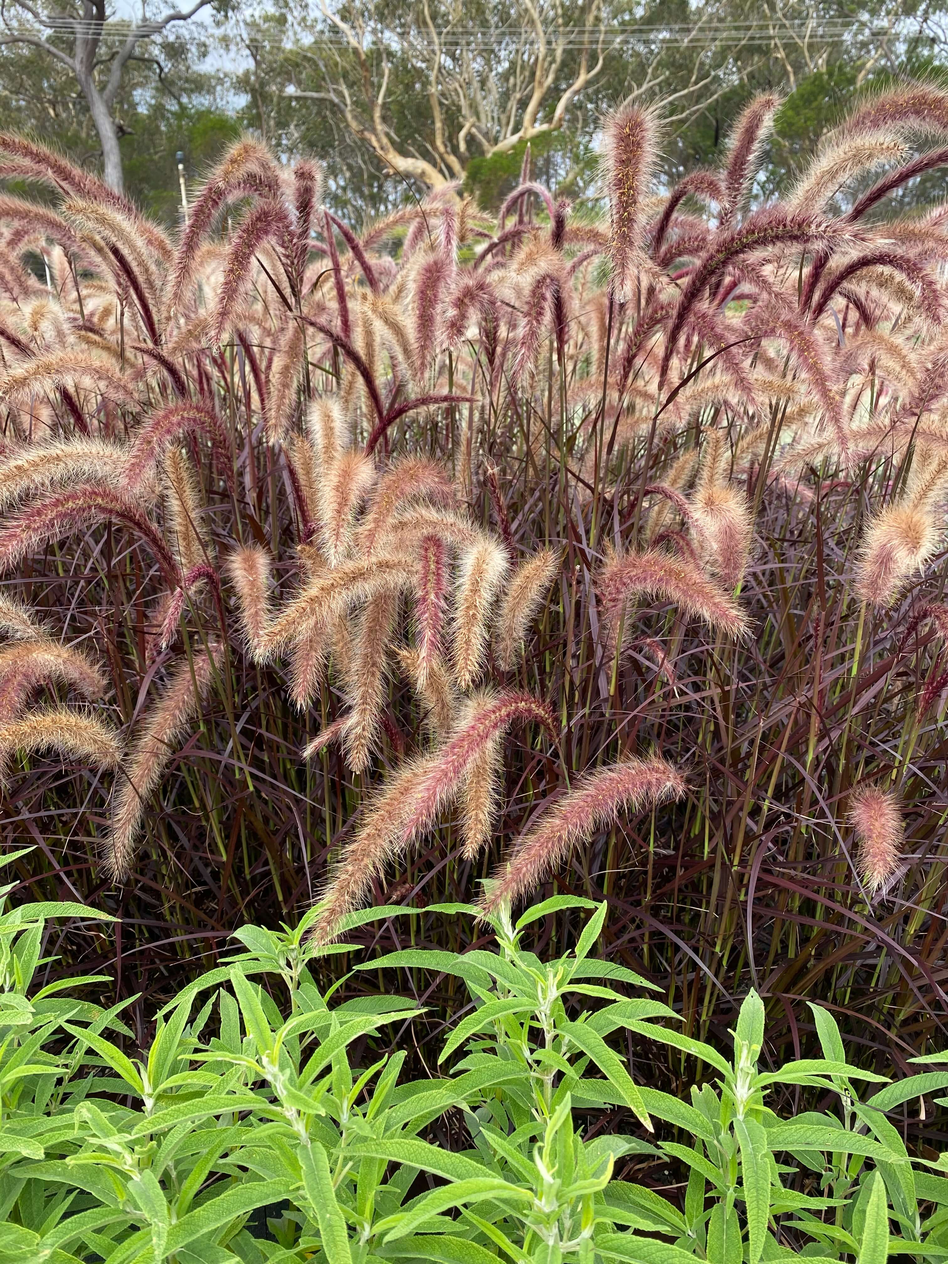 Picture of Purple fountain grass