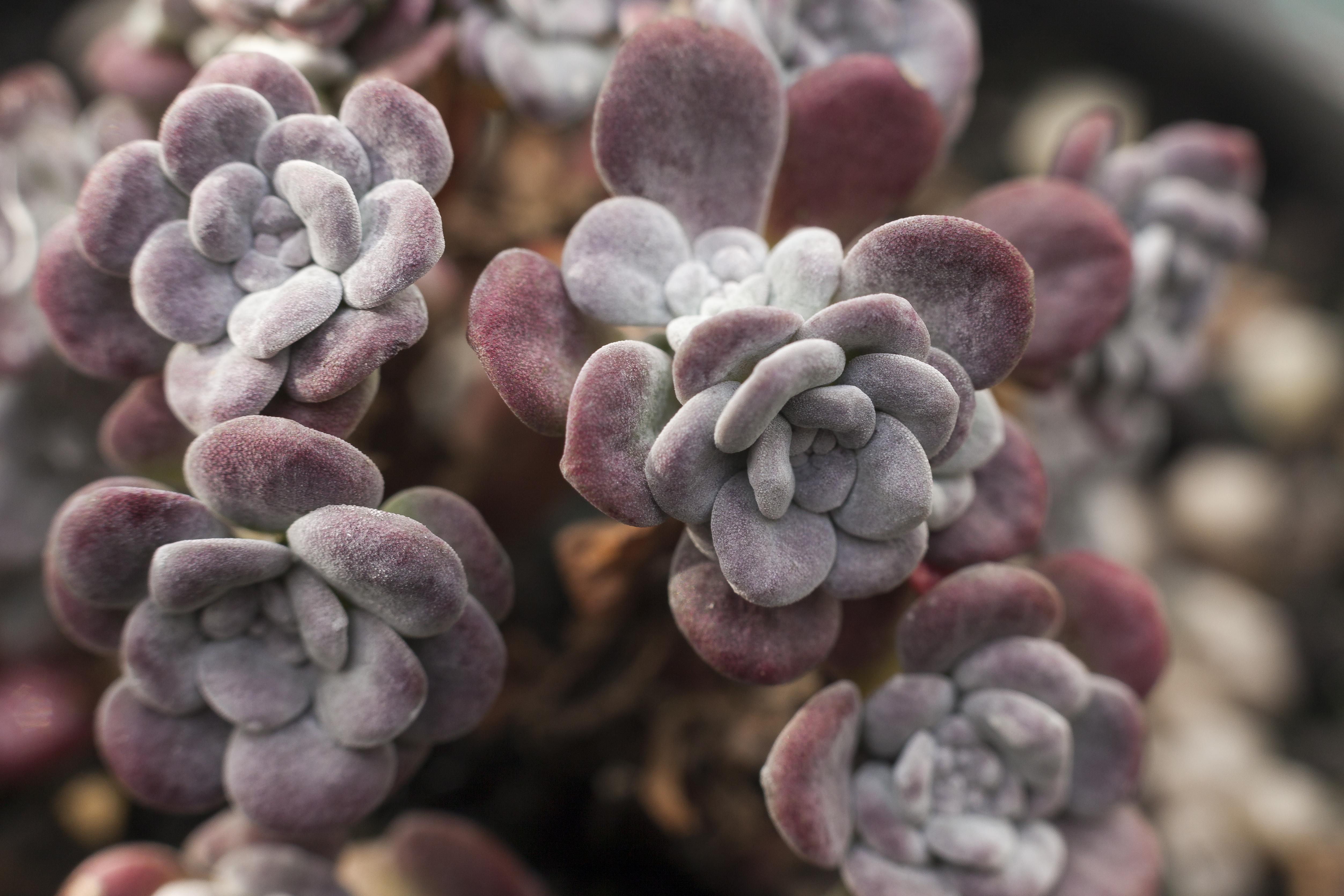 Picture of Sedum purpureum