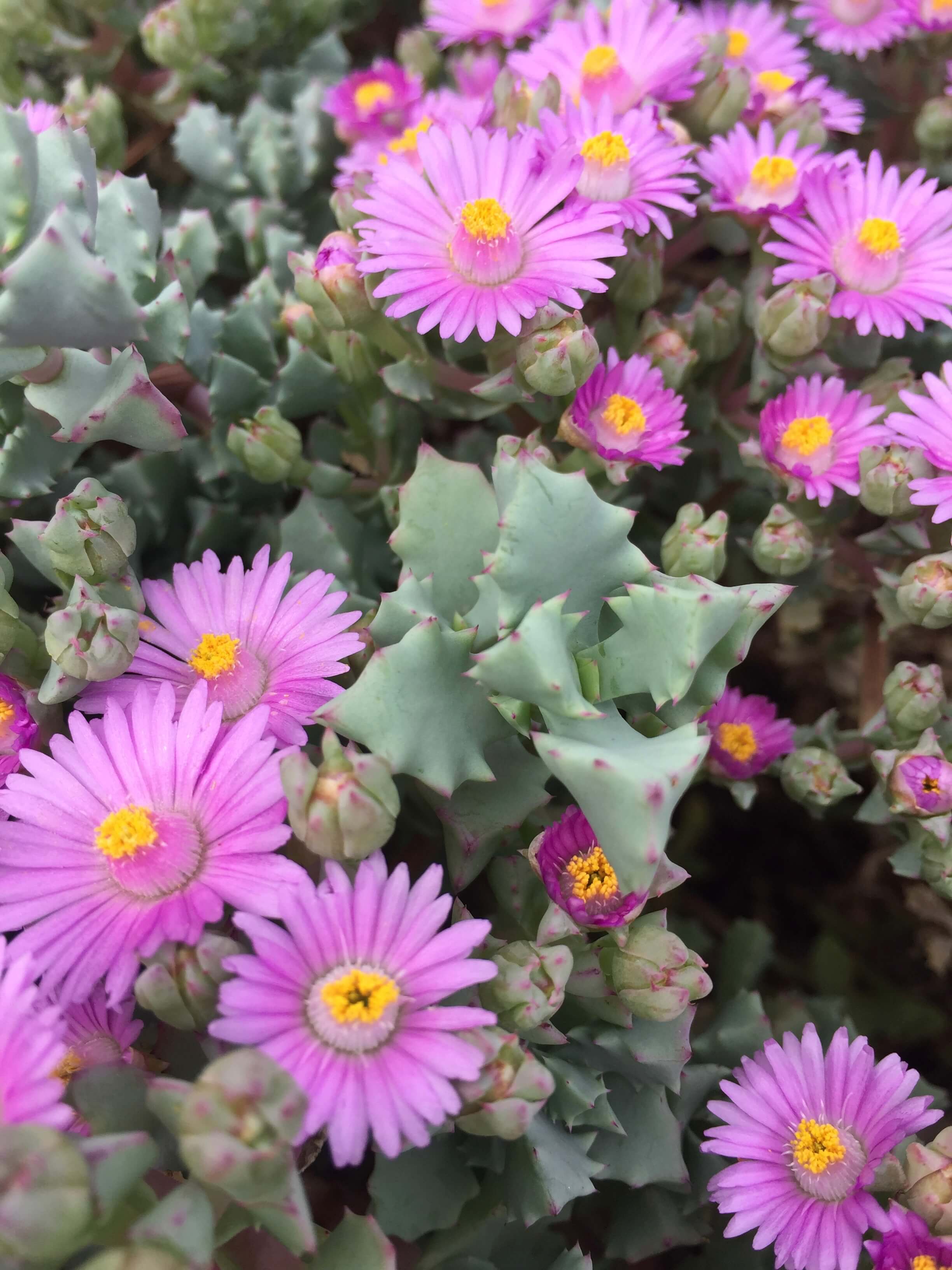 Picture of Oscularia deltoides