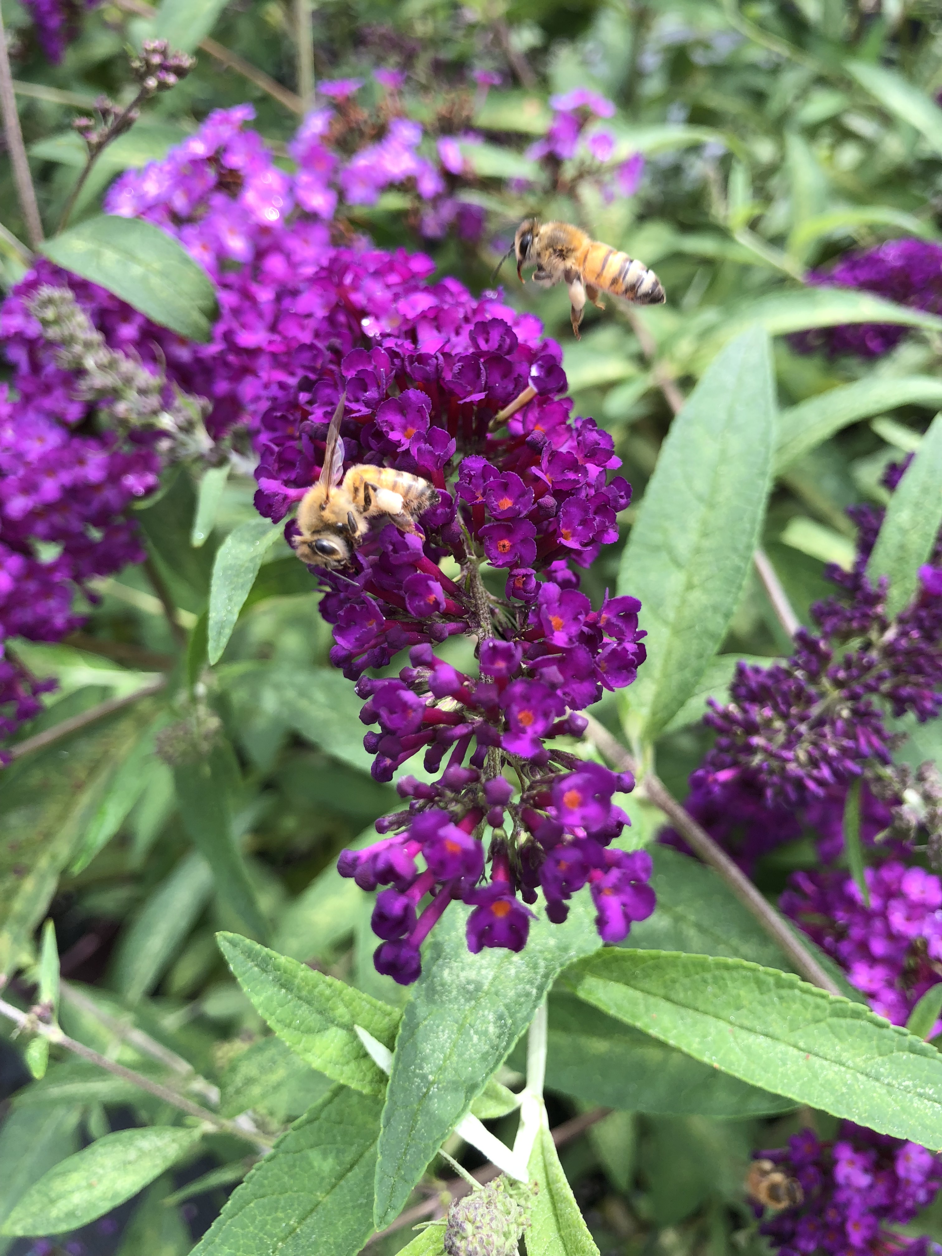 Picture of Buddleia 'Black Knight'