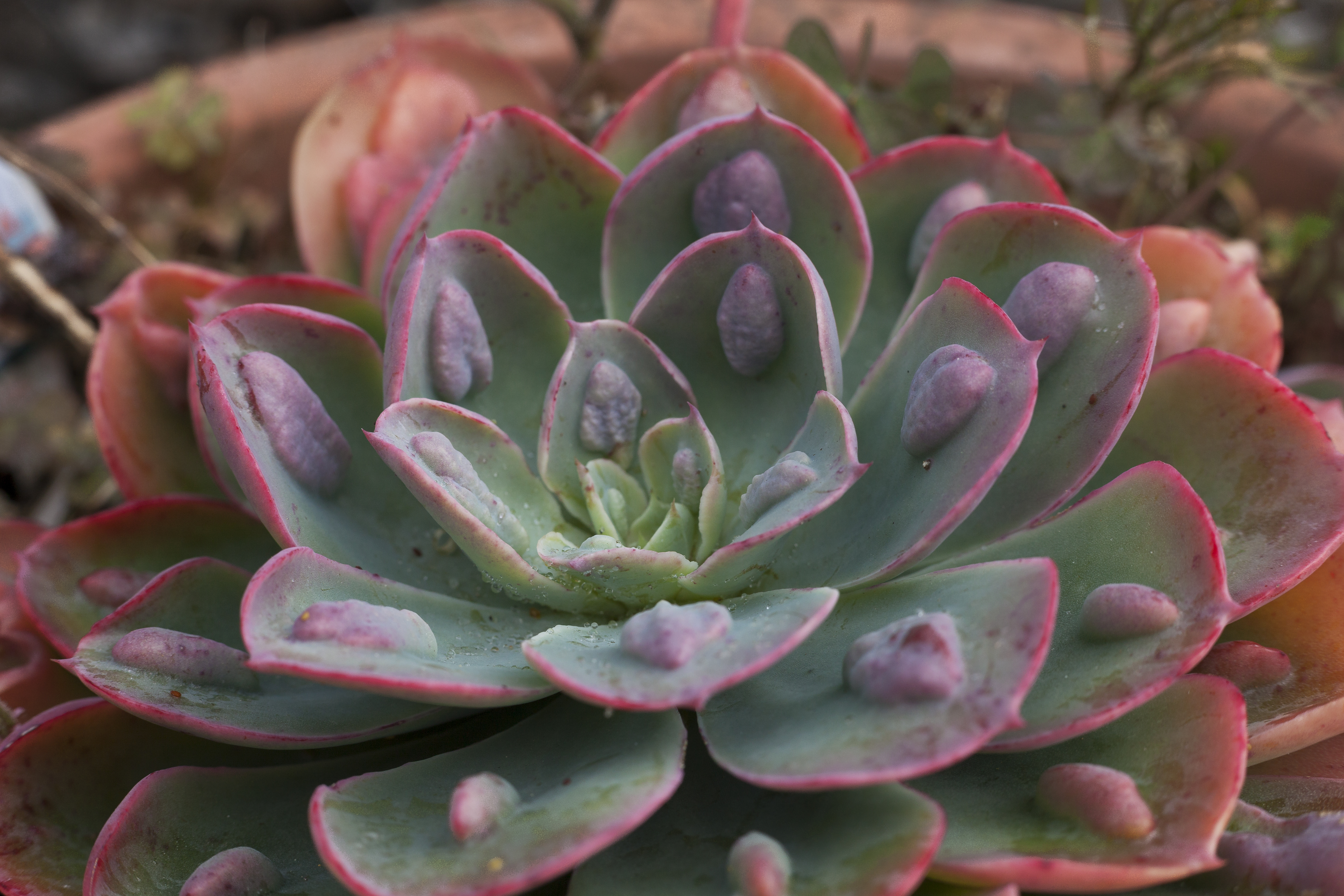 Picture of Echeveria raindrops