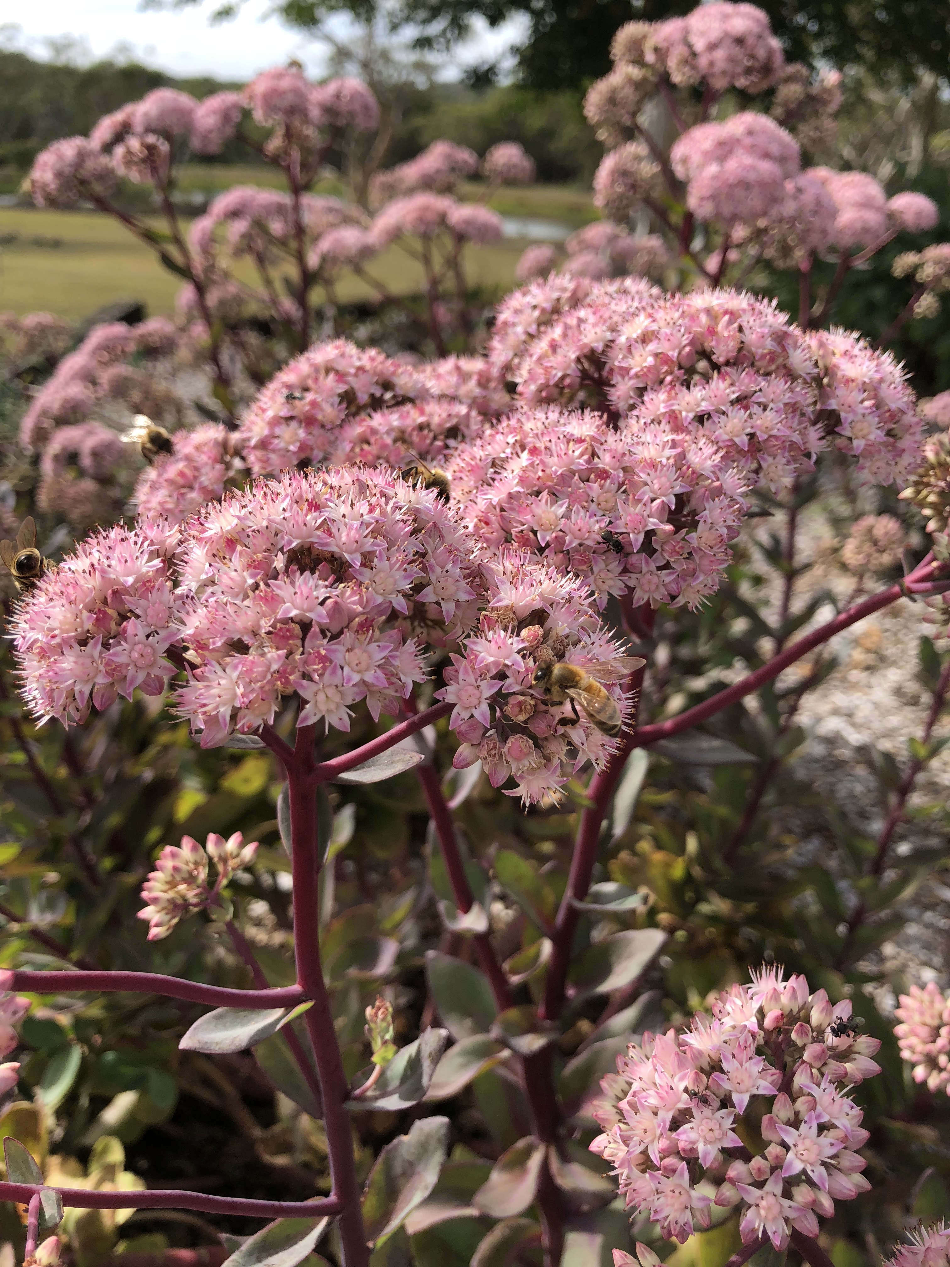 Picture of Sedum matrona