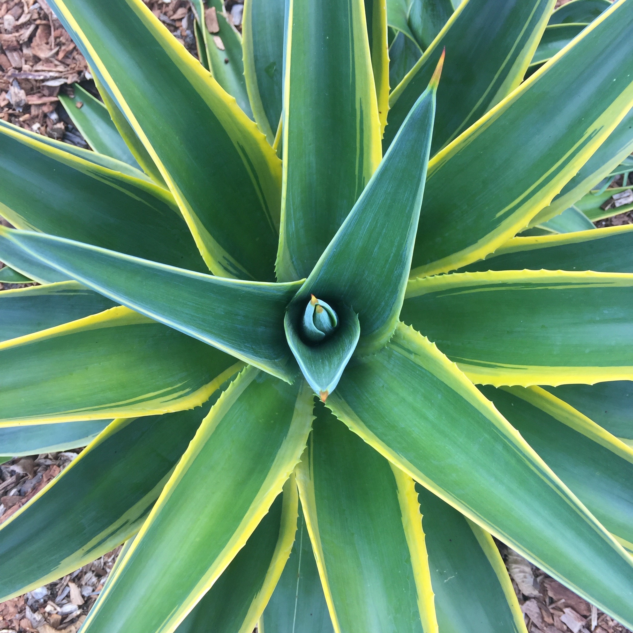 Picture of green and gold agaves