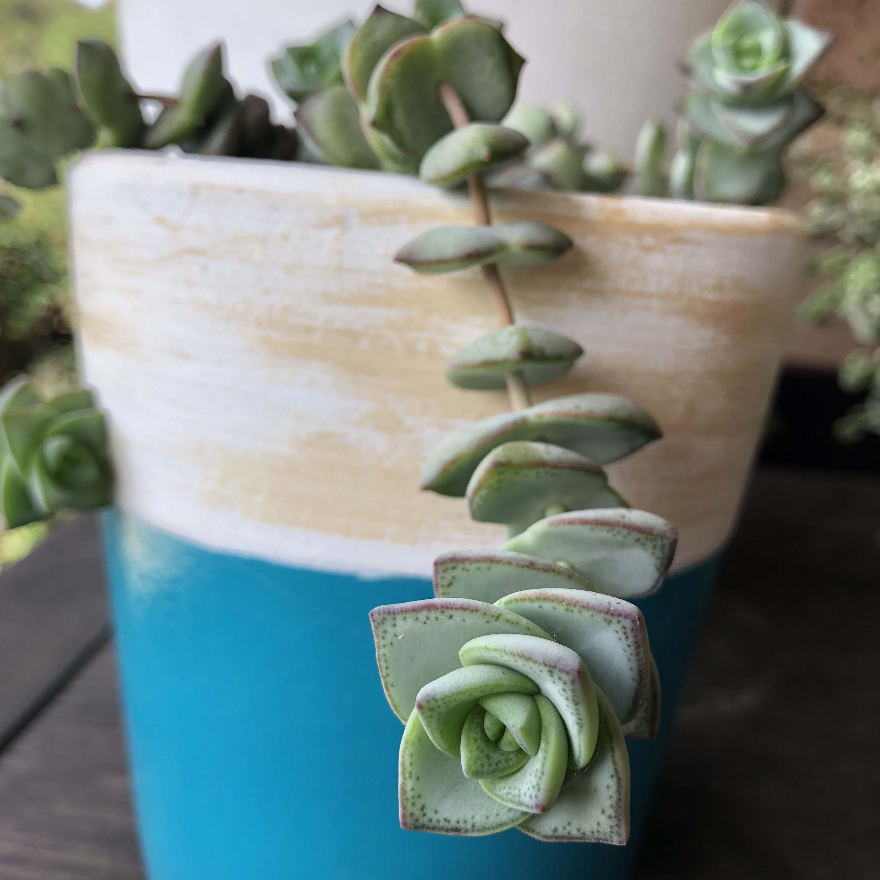 Picture of Crassula perforata
