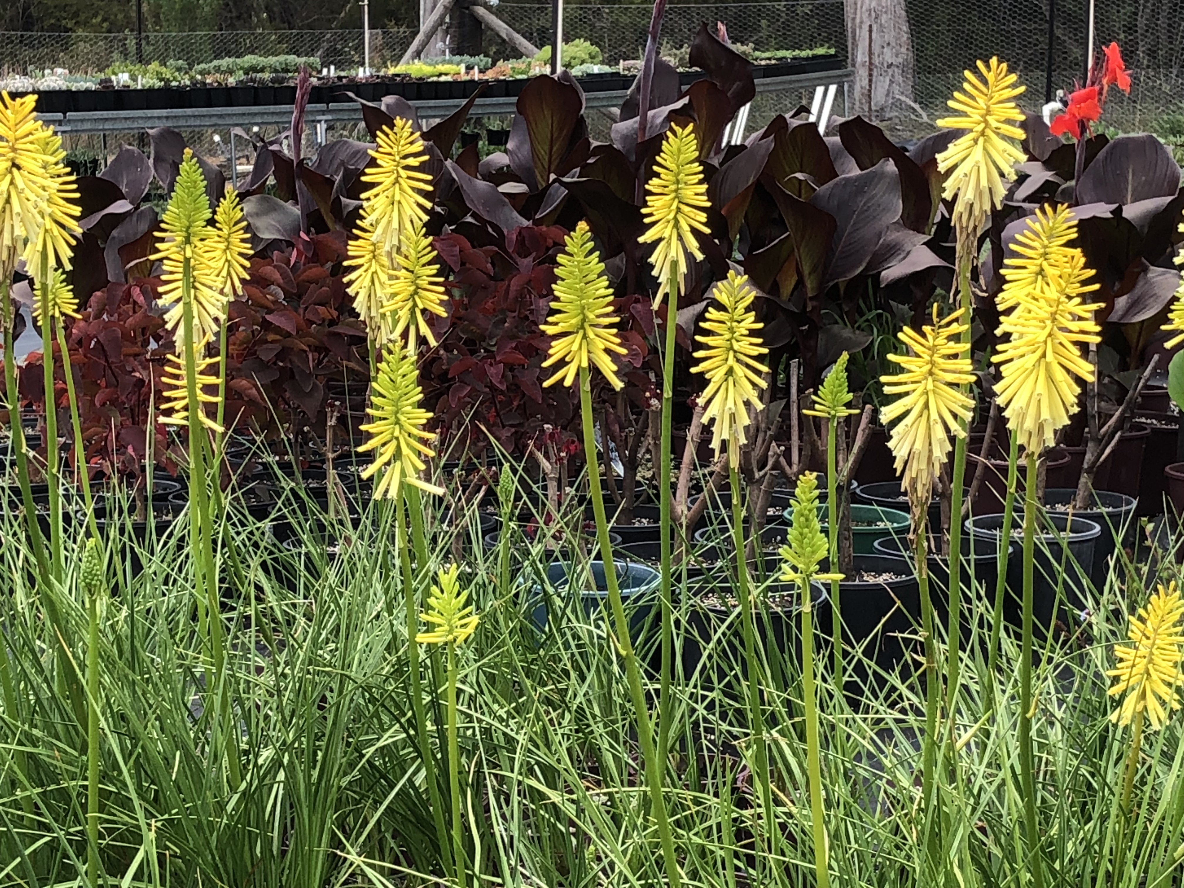 Picture of Aloe plants with Copper Spoon plants and Strobilanthes in the background