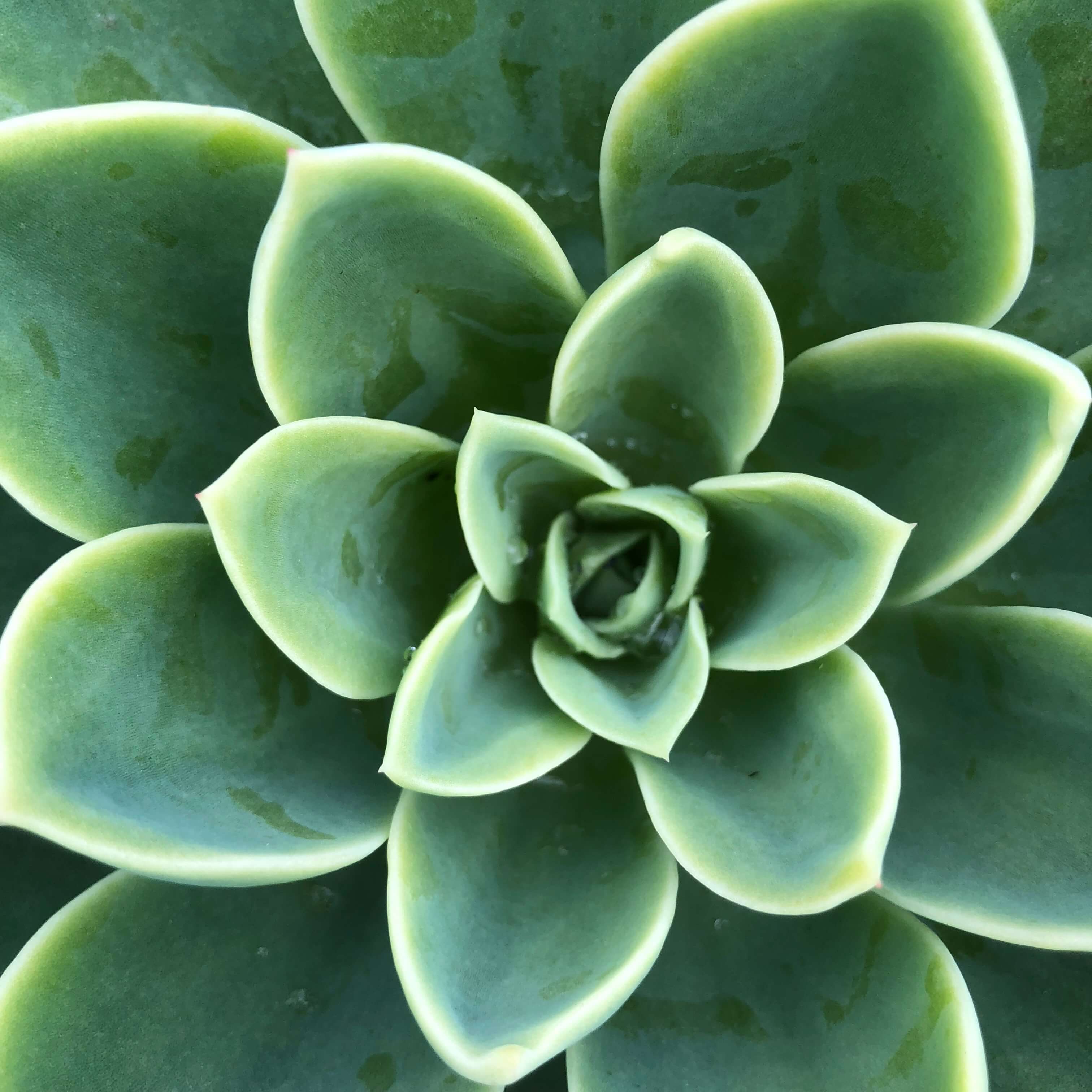 Picture of Echeveria rosette