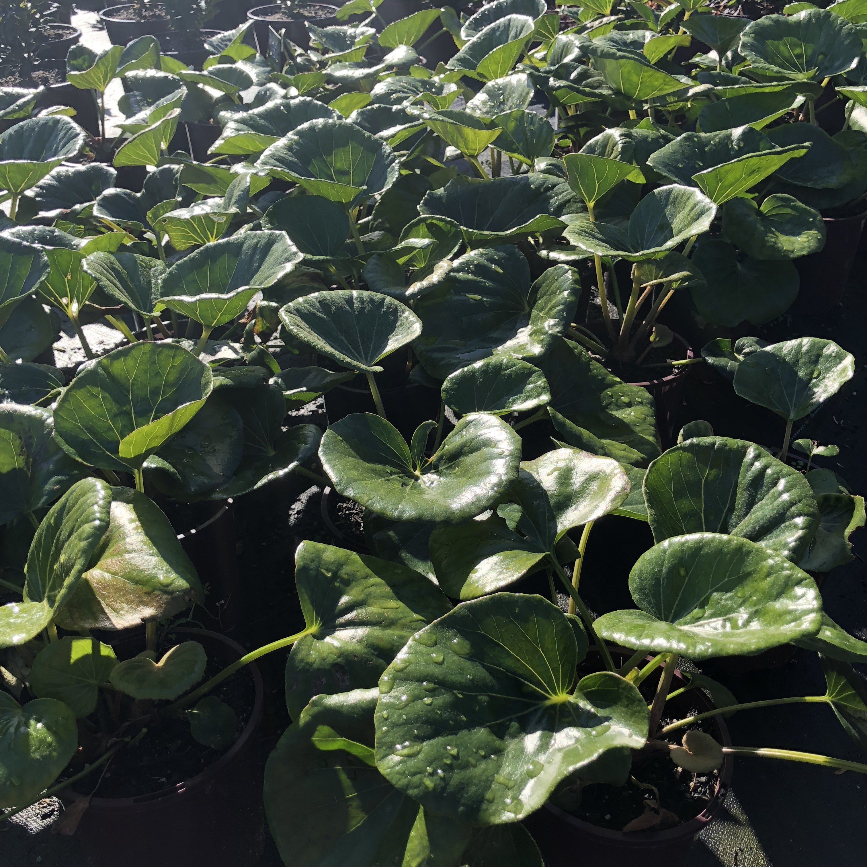 Picture of Ligularia dentata Designer Verde