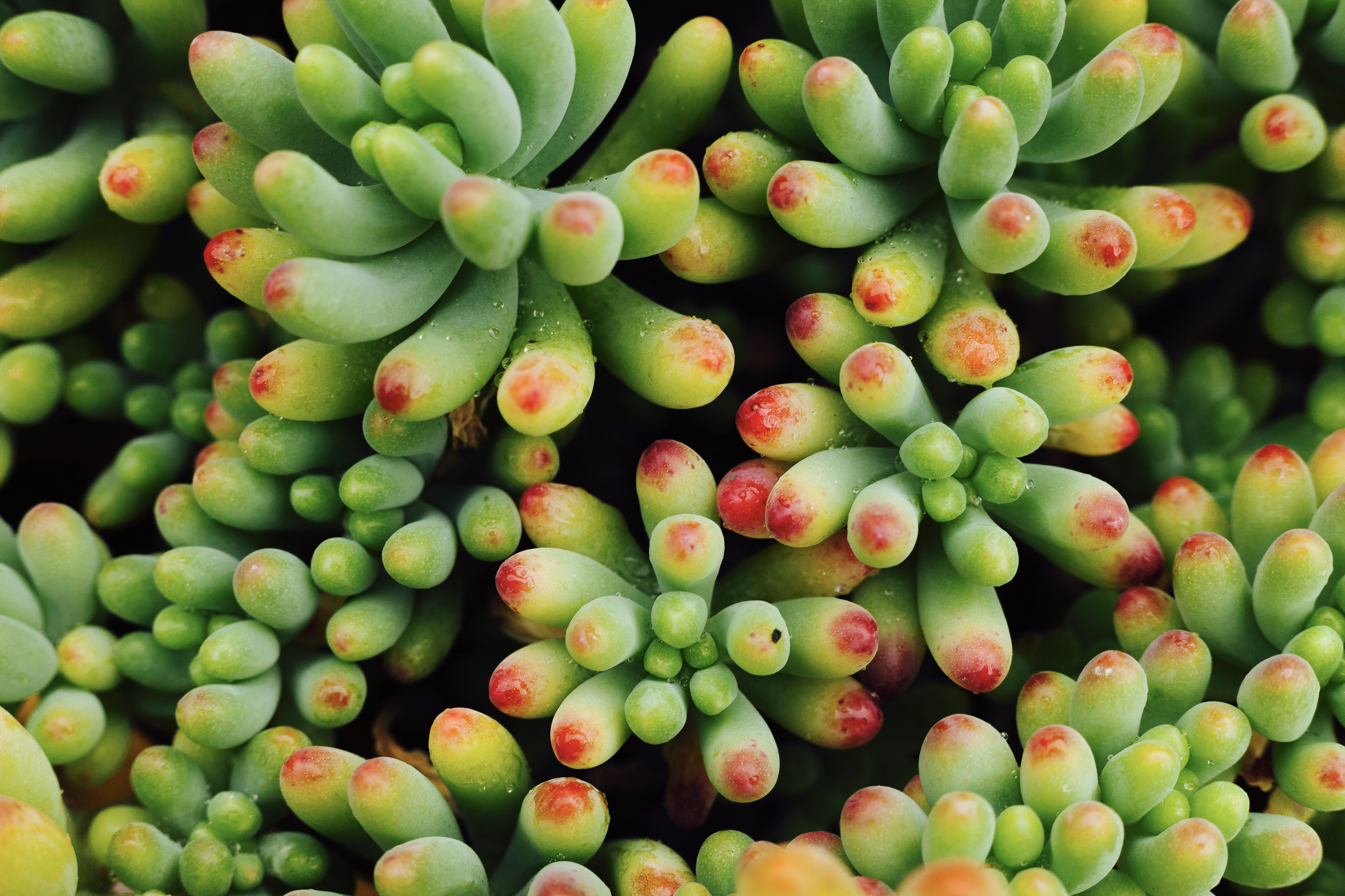 Picture of Sedum jellybeans
