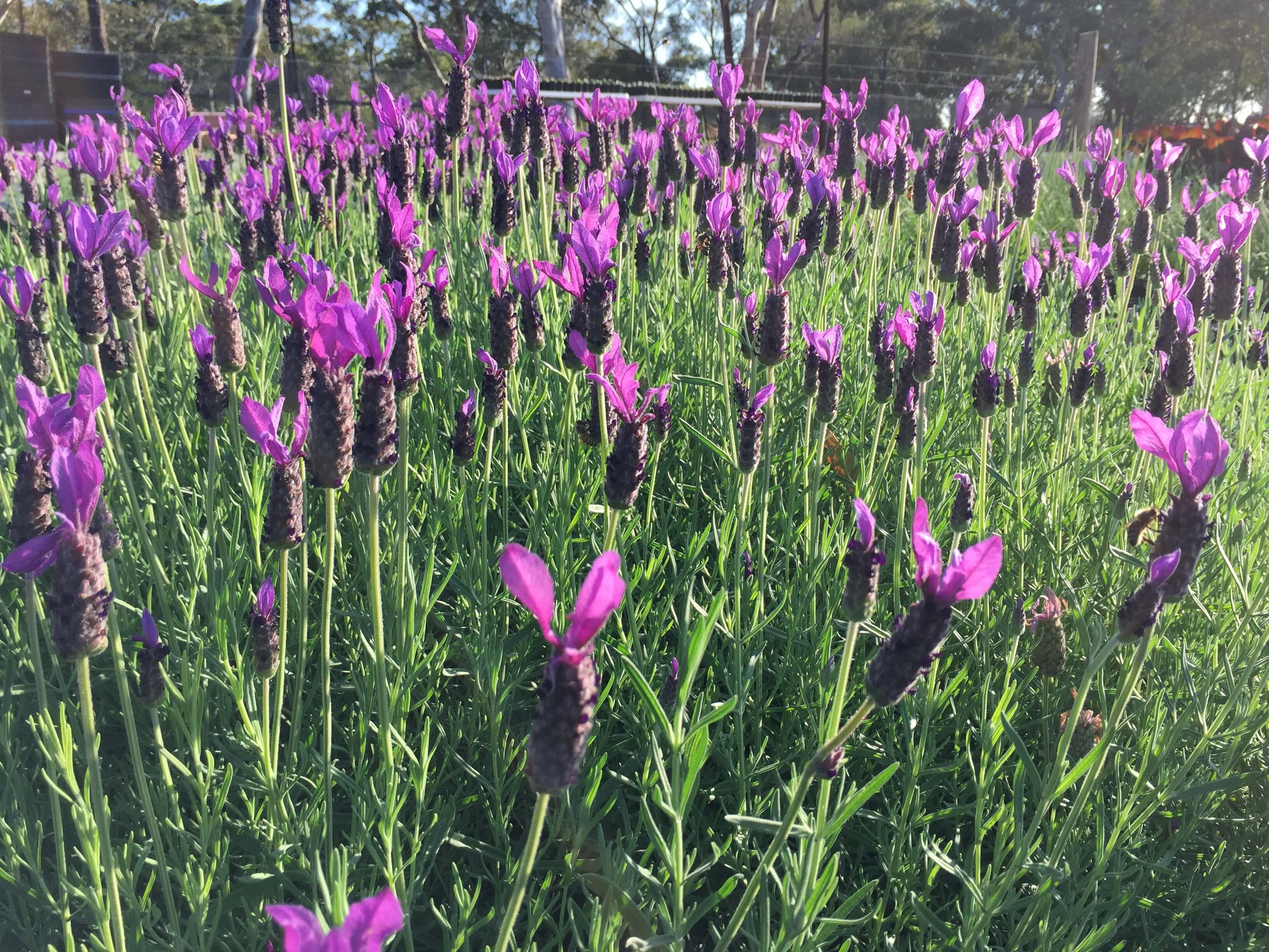 Picture of Lavender