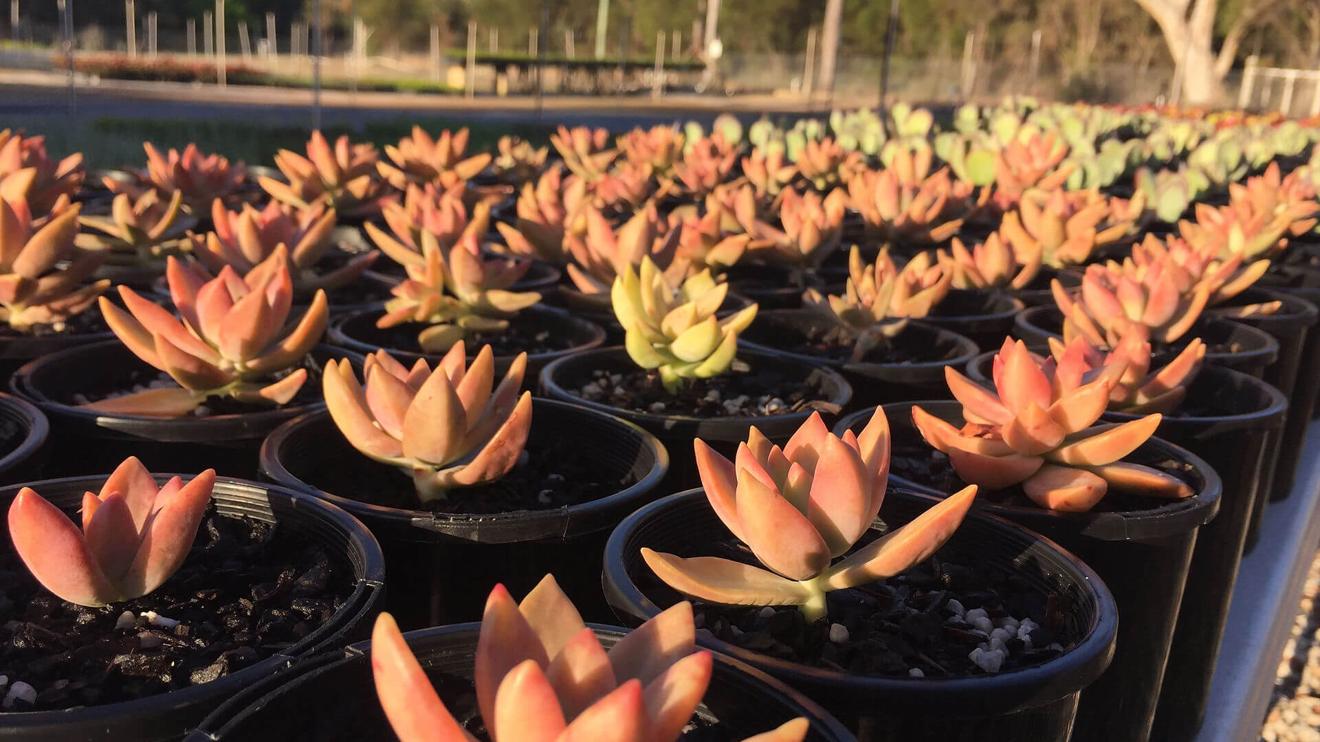 Picture of Sunset Succulents in pots