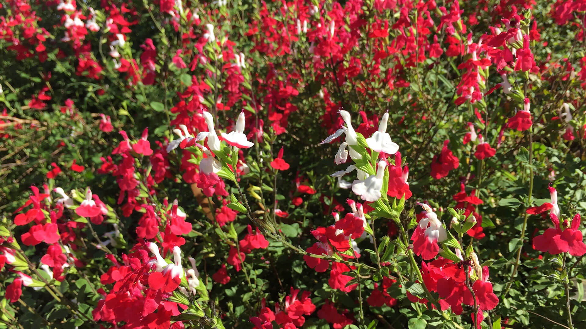 Picture of Perrenial flowers